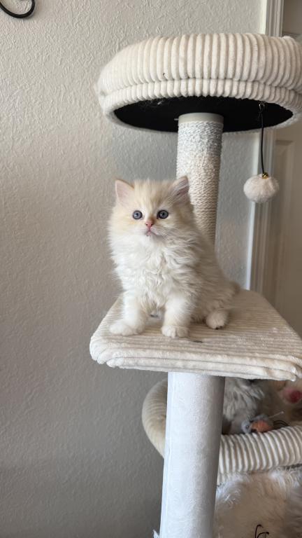 Milo photo 1
