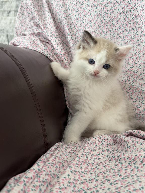 Ragdoll Kitten photo 3