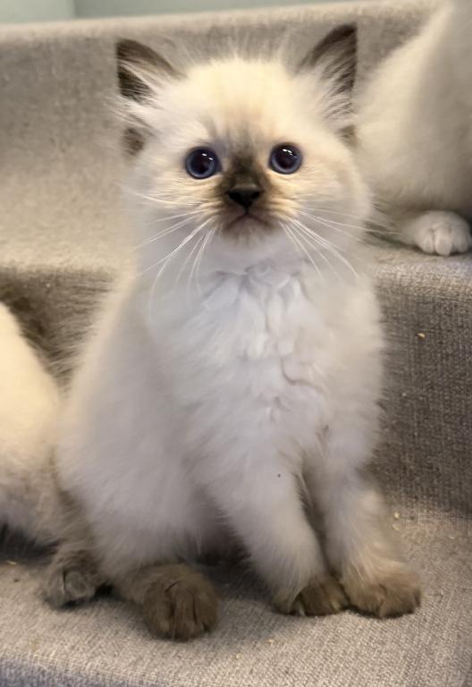 Ragdoll Kitten photo 6