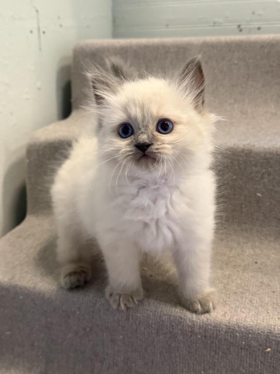 Ragdoll Kitten photo 5