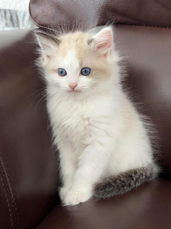 Ragdoll Kitten photo 4