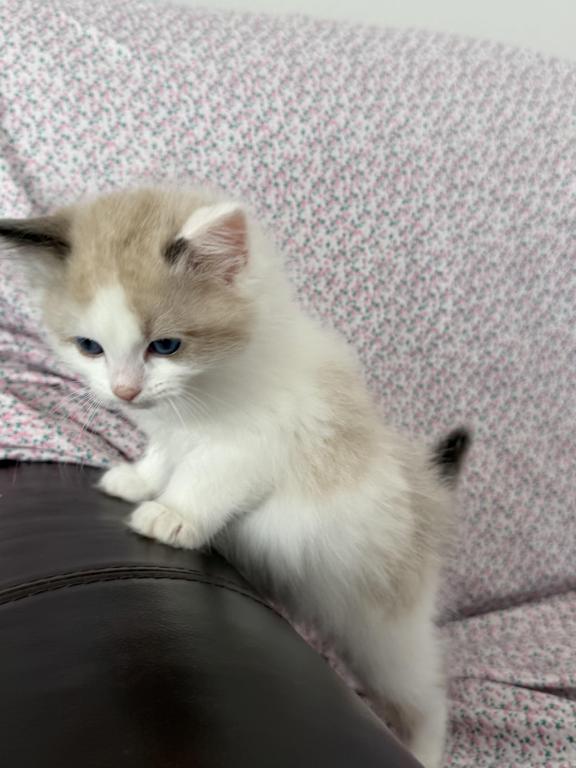 Ragdoll Kitten photo 8