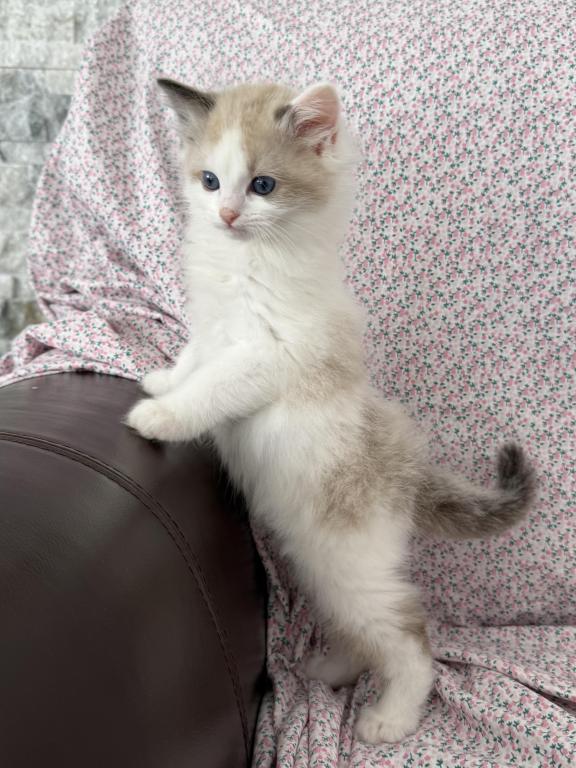 Ragdoll Kitten photo 2