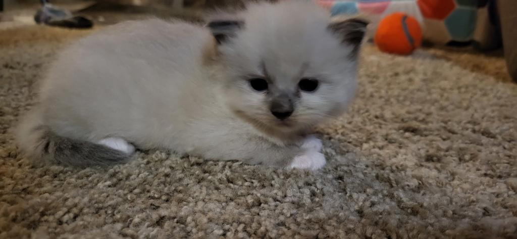 Mittens photo 1