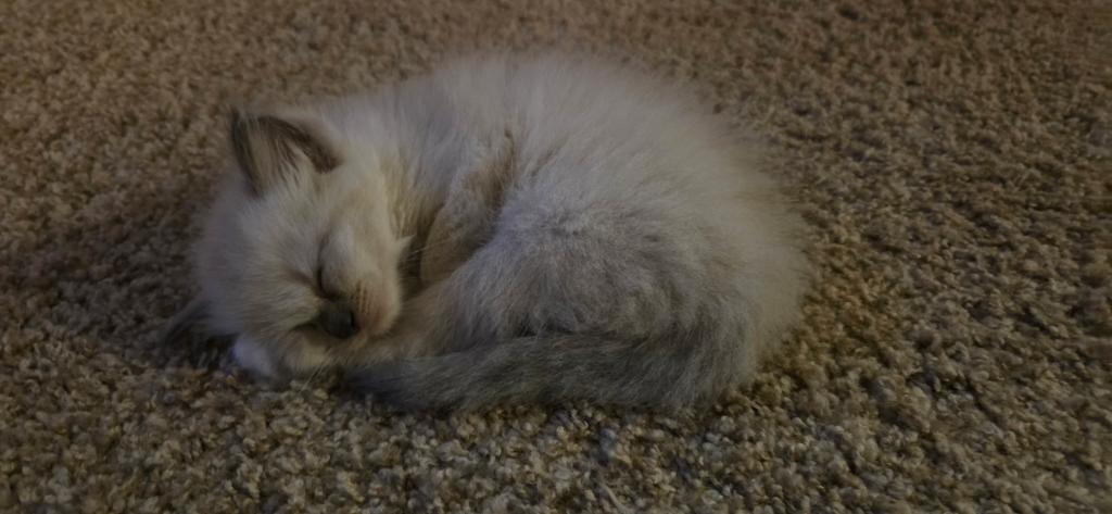 Mittens photo 3