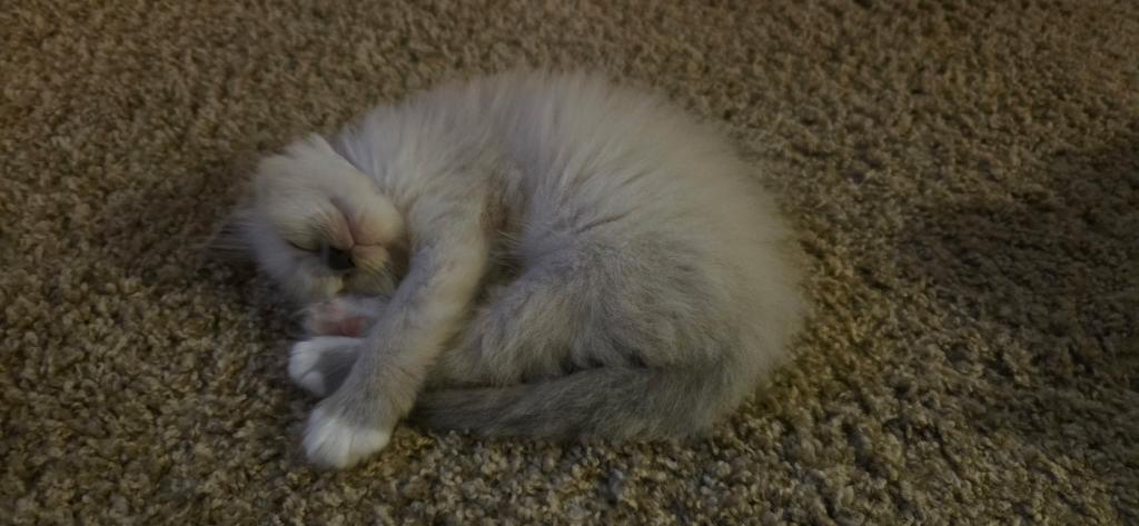 Mittens photo 4