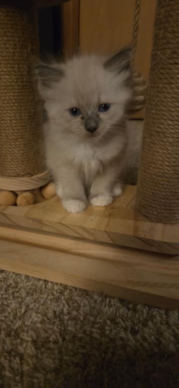 Mittens photo 2