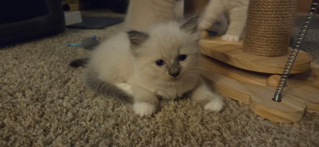 Mittens