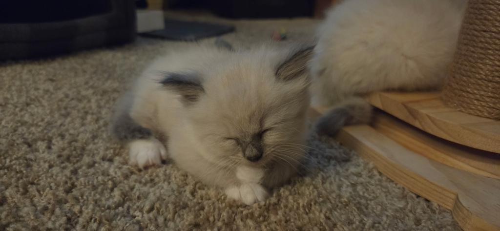 Mittens photo 5