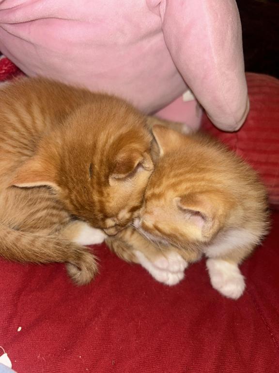 Kittens photo 3