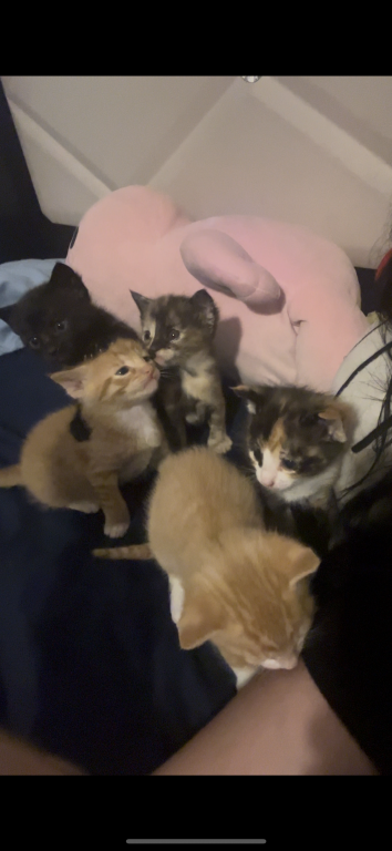 Kittens photo 1