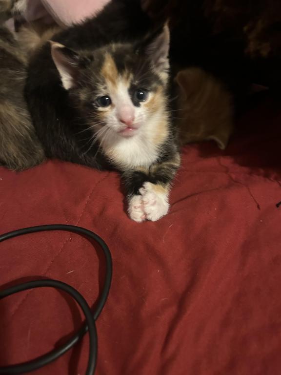 Kittens photo 2