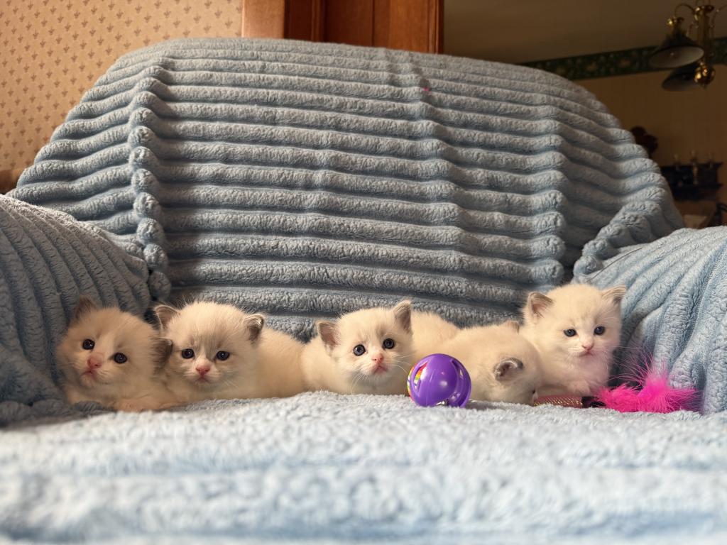 Isabel And Bradley Kittens photo 4