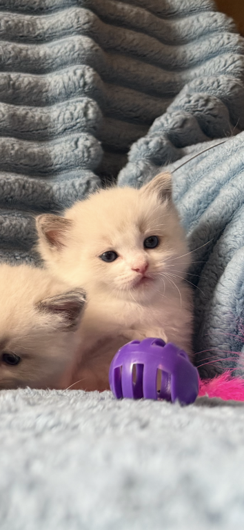 Isabel And Bradley Kittens photo 5