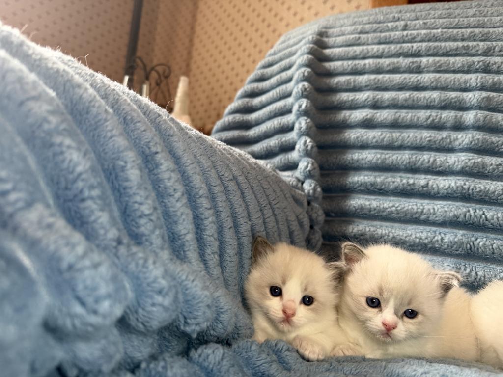 Isabel And Bradley Kittens photo 3