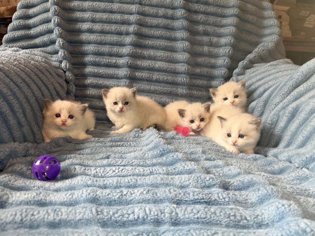 Isabel And Bradley Kittens photo 2