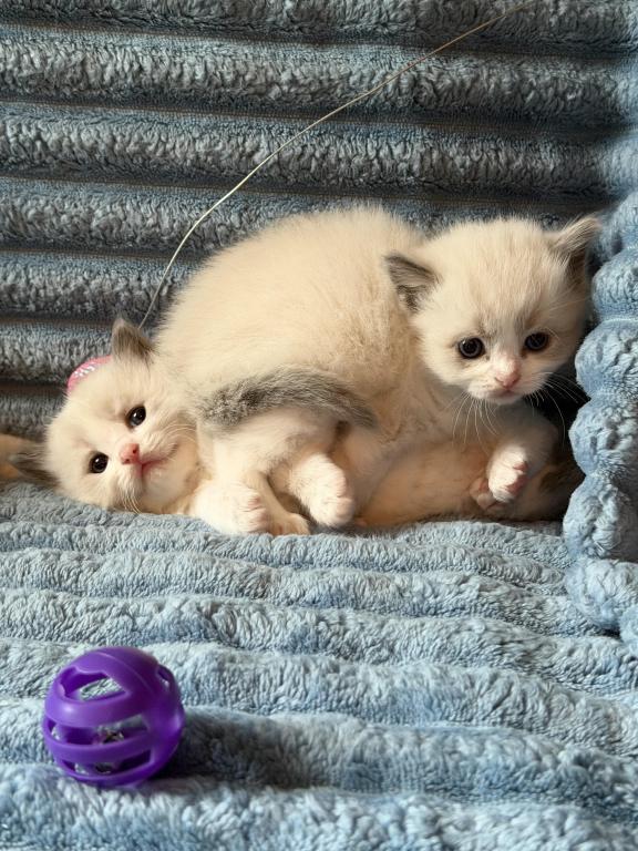 Isabel And Bradley Kittens photo 7
