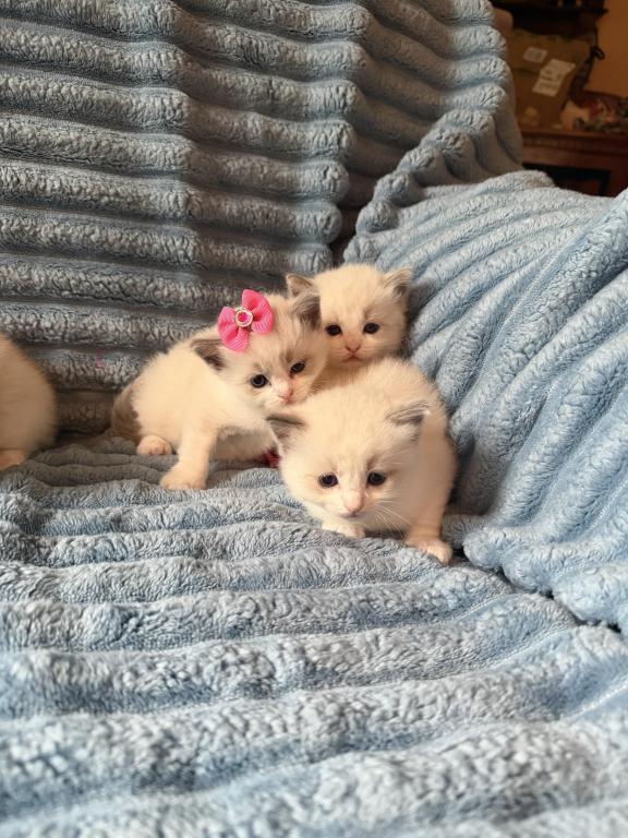 Isabel And Bradley Kittens