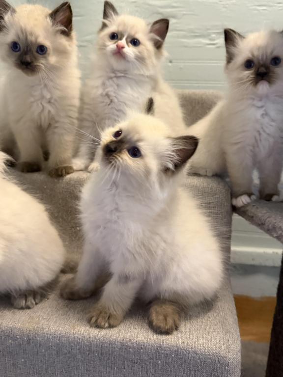 Pure Ragdoll Kitten Male Kim photo 9