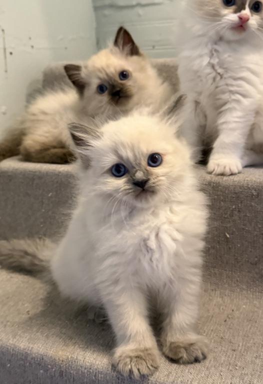 Pure Ragdoll Kitten Male Kim photo 10