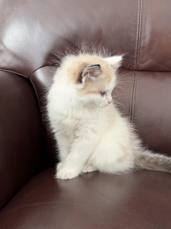 Pure Ragdoll Kitten Male Kim photo 3