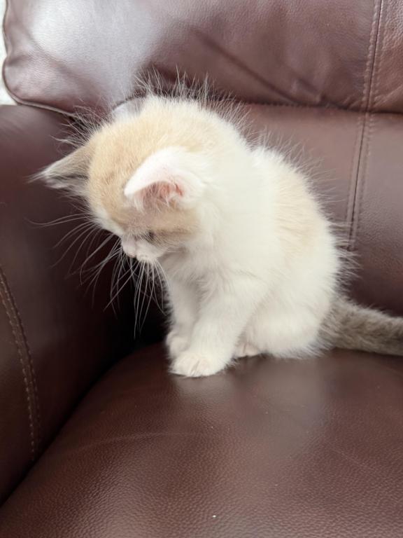 Pure Ragdoll Kitten Male Kim photo 4