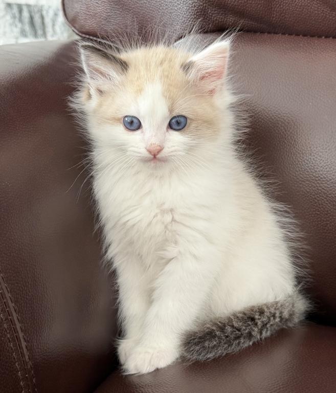 Pure Ragdoll Kitten Male Kim photo 6
