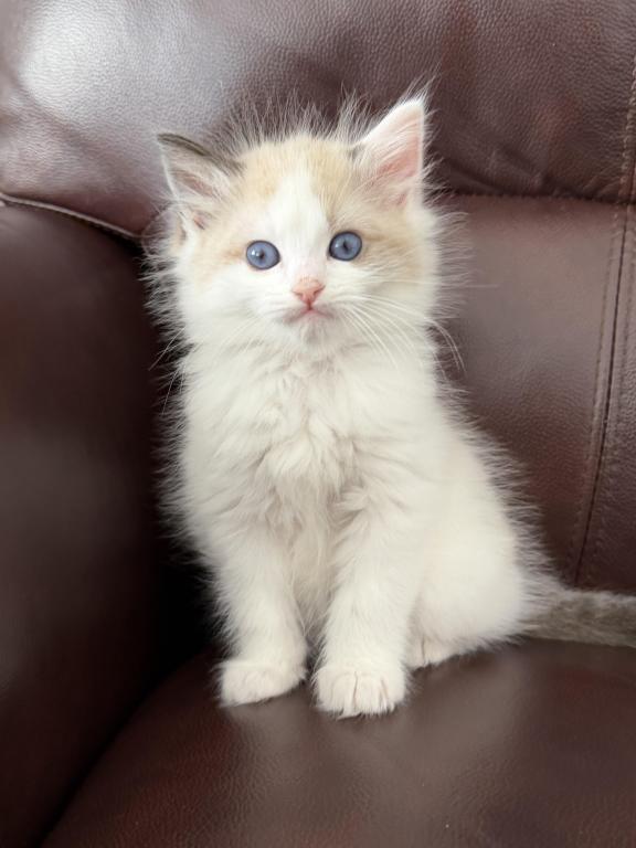 Pure Ragdoll Kitten Male Kim photo 5