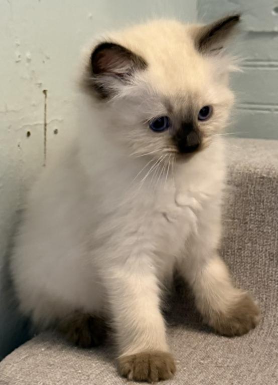 Pure Ragdoll Kitten Male Kim photo 8