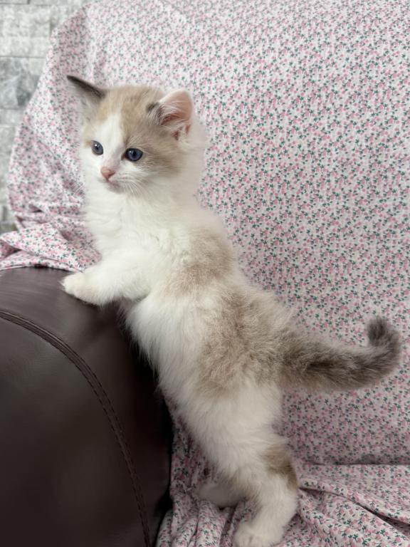 Pure Ragdoll Kitten Male Kim photo 2