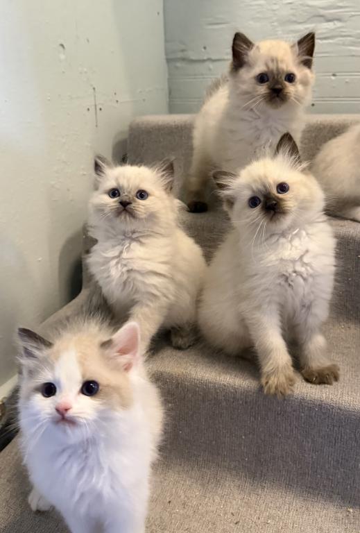 Pure Ragdoll Kitten Male Kim photo 1