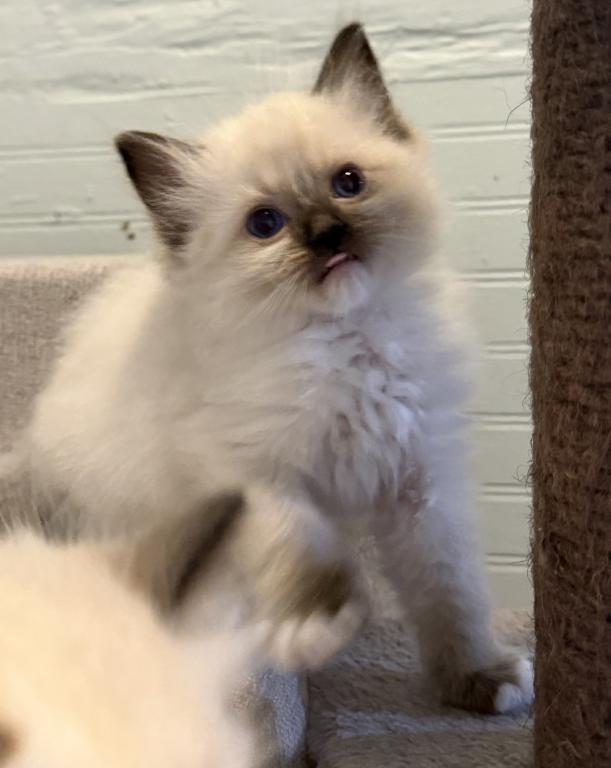 Pure Ragdoll Kitten Male Kim photo 7