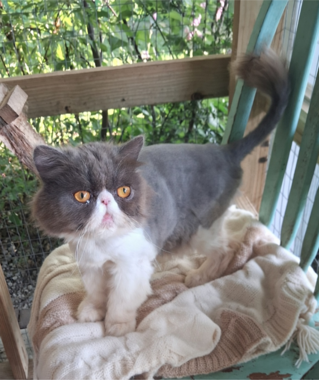 Cfa Blue Bicolor Female Persian photo 1