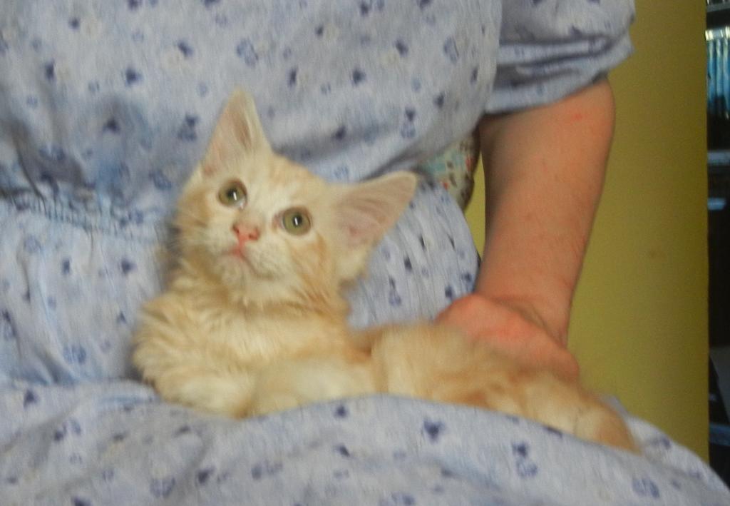 Ragcoon Baby photo 3