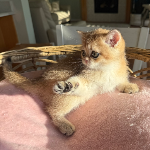 Honey photo 7