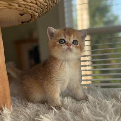 Honey photo 3