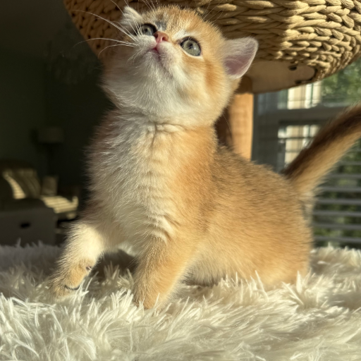 Honey photo 4