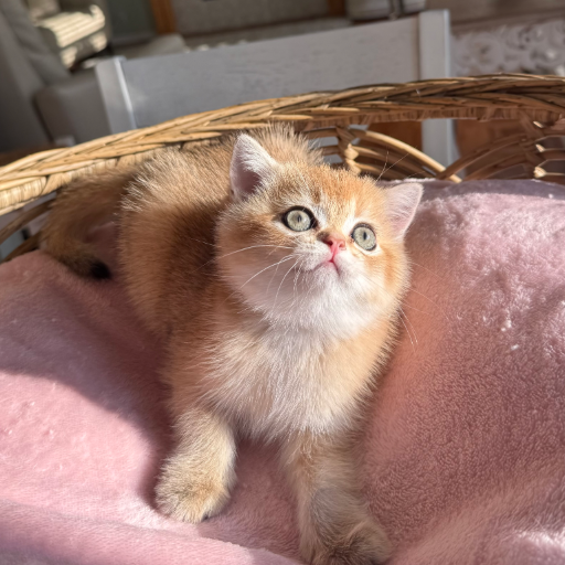 Honey photo 13