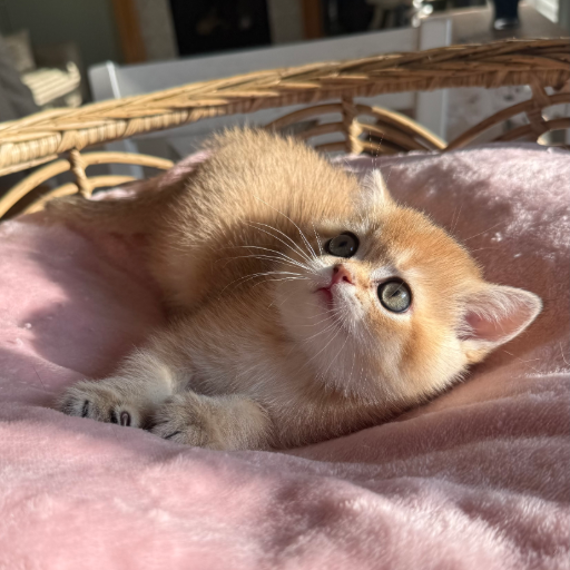 Honey photo 10