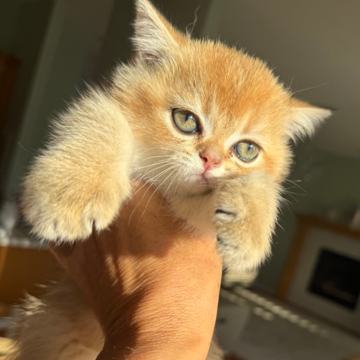 Honey photo 2