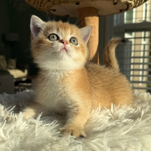 Honey photo 3