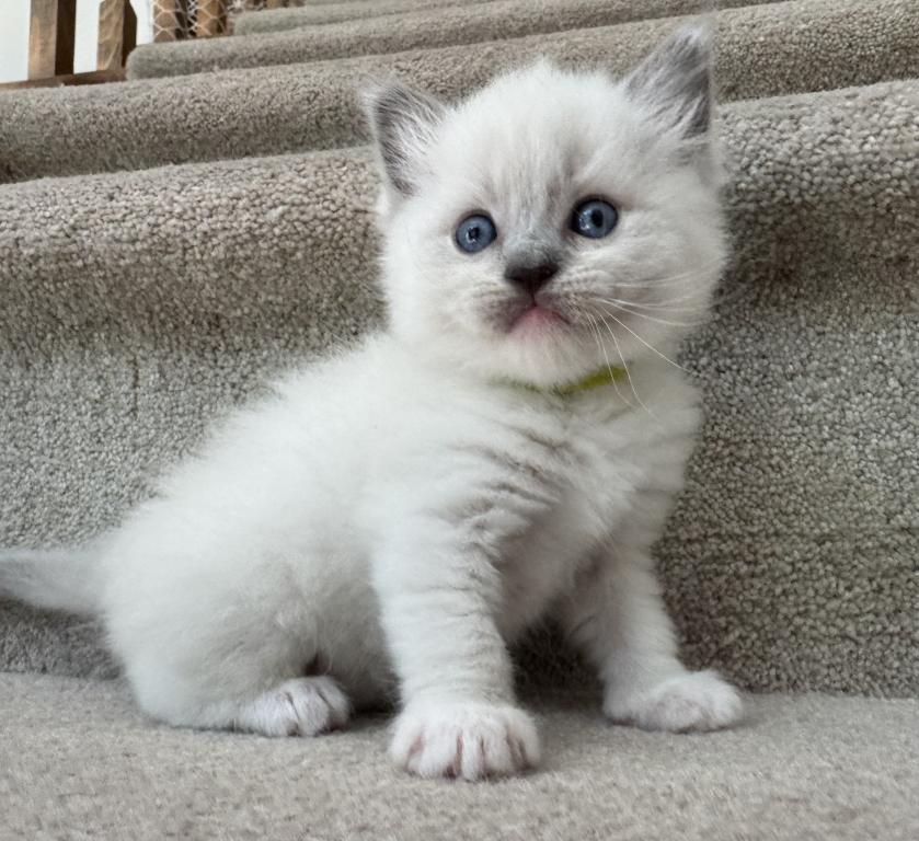Oliver photo 3