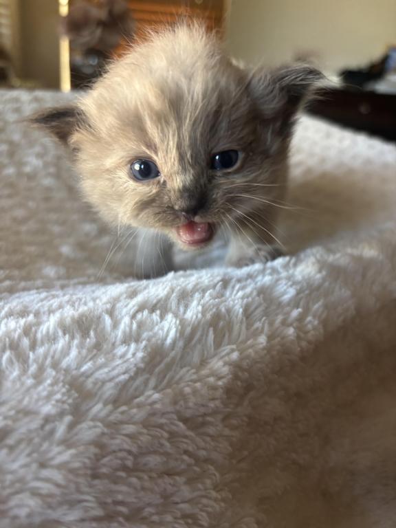 Mocha photo 1