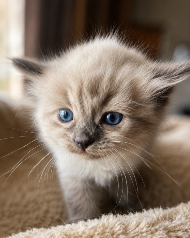 Mocha