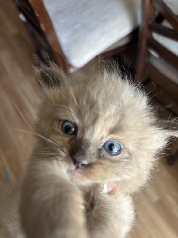Mocha photo 3