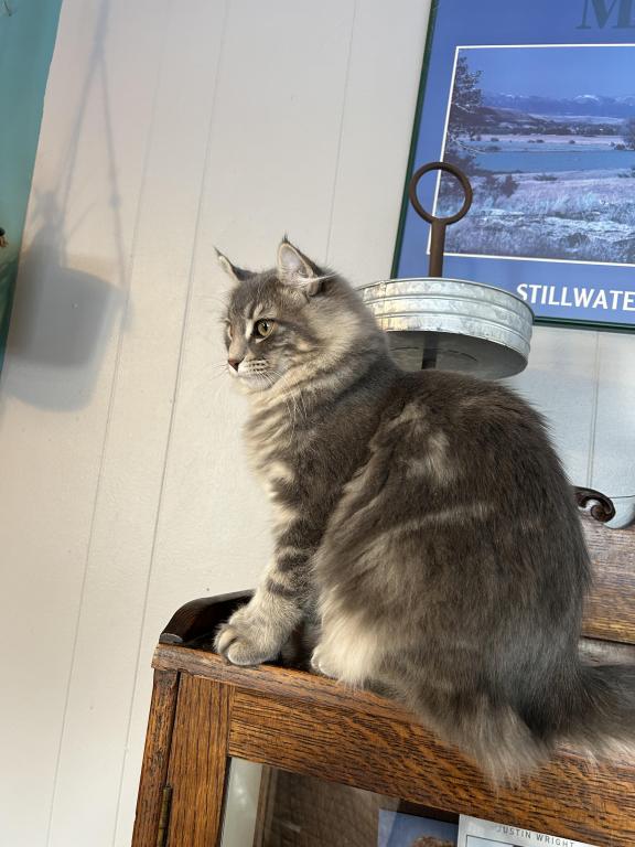 Belle  Proven Adult Highland Lynx photo 3