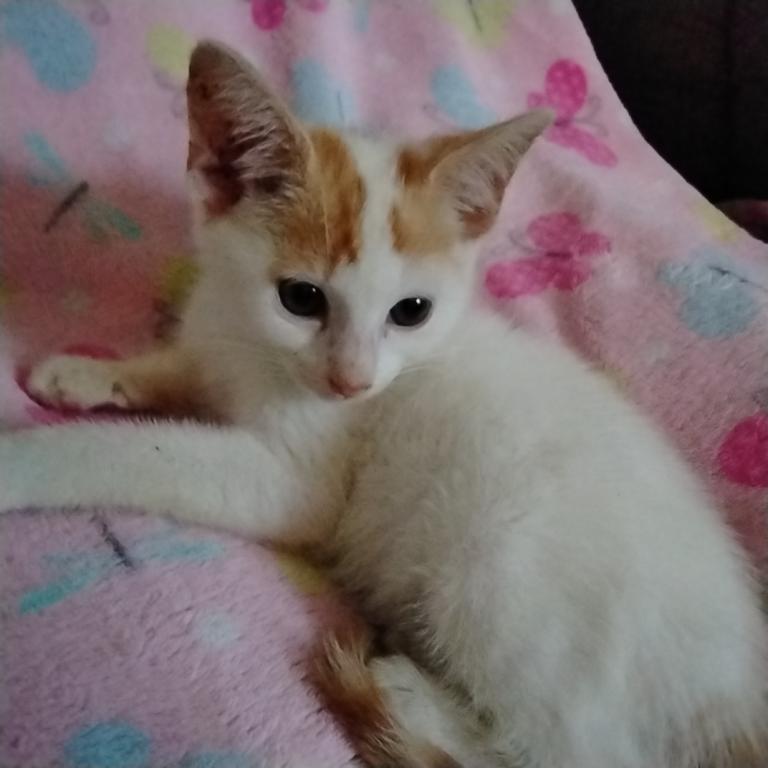 Butterscotch photo 1