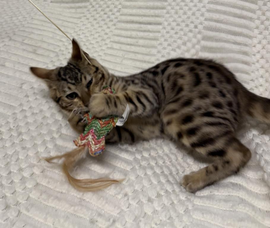 F6 SAVANNAH KITTEN'S photo 3