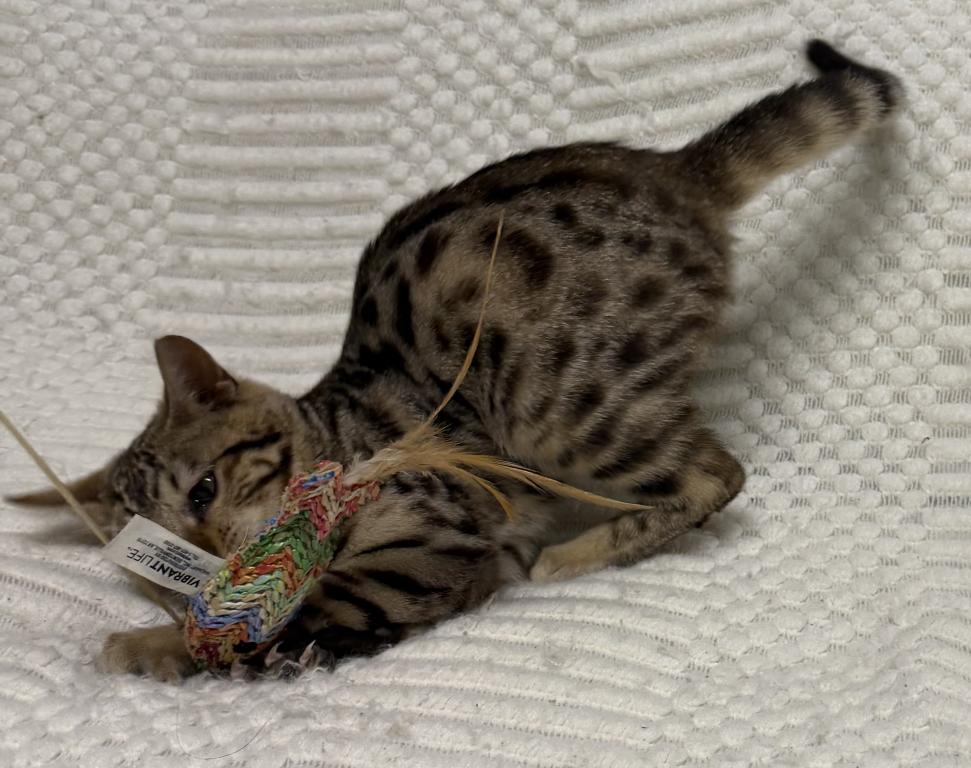 F6 SAVANNAH KITTEN'S photo 5