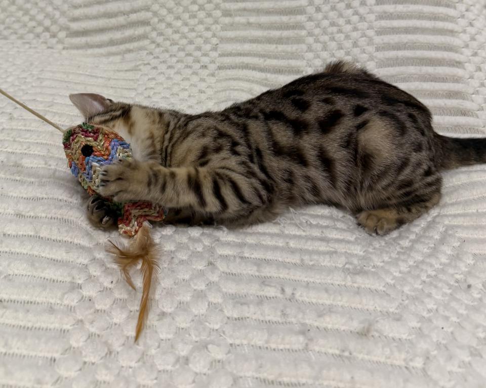 F6 SAVANNAH KITTEN'S photo 2